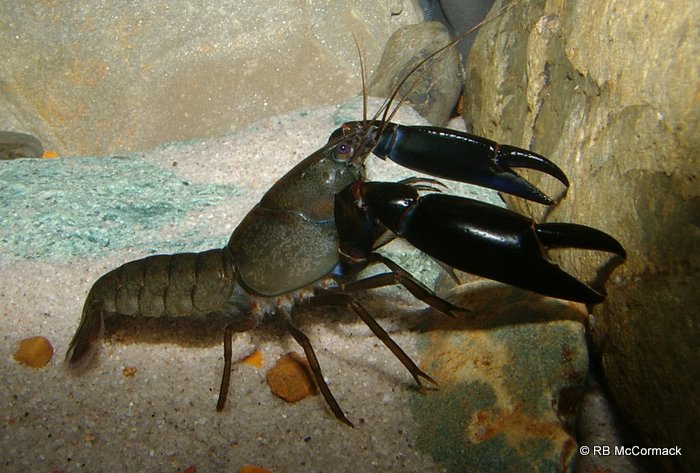 The eastern swamp crayfish Gramastacus lacus, from the Port Stephens area