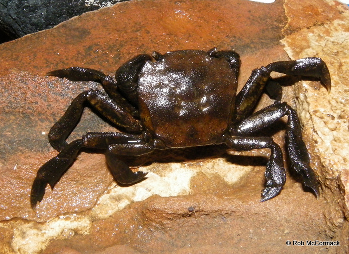 River Swimming Crab Varuna litterata