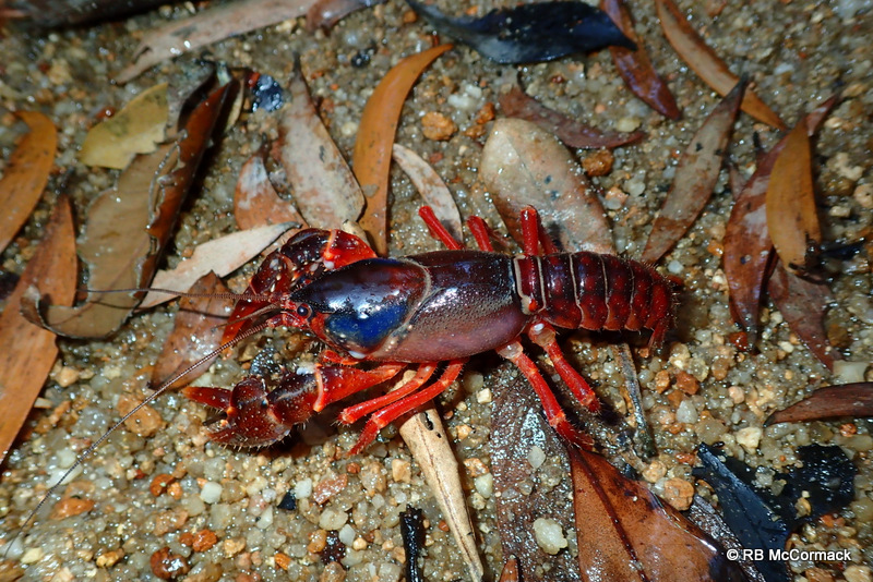 The Cardwell Hairy Crayfish Euastacus yigara