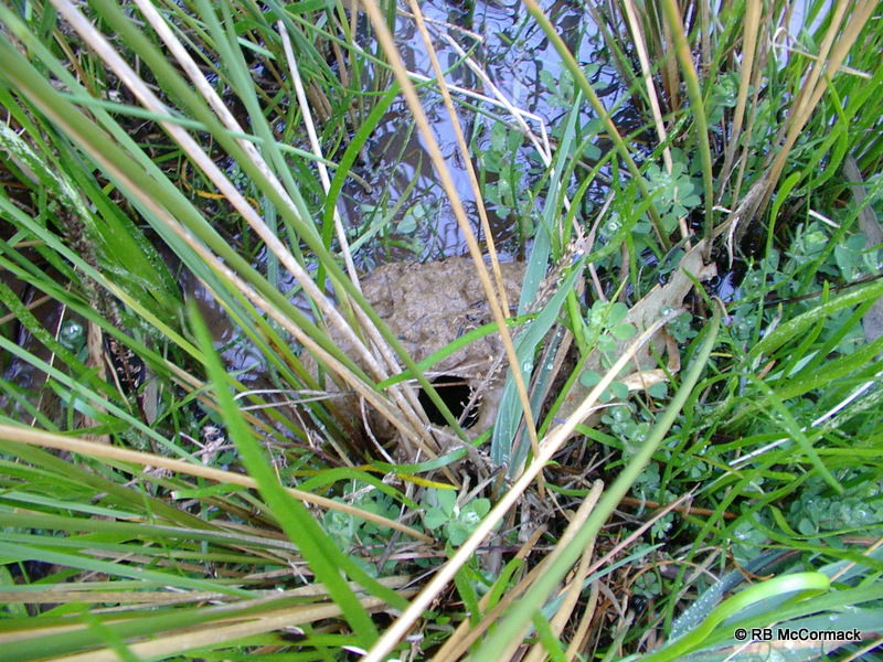 Typical Geocharax gracilis burrow