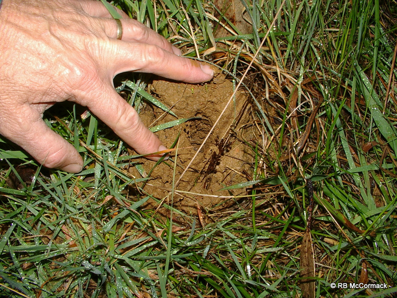 Typical Geocharax gracilis burrow