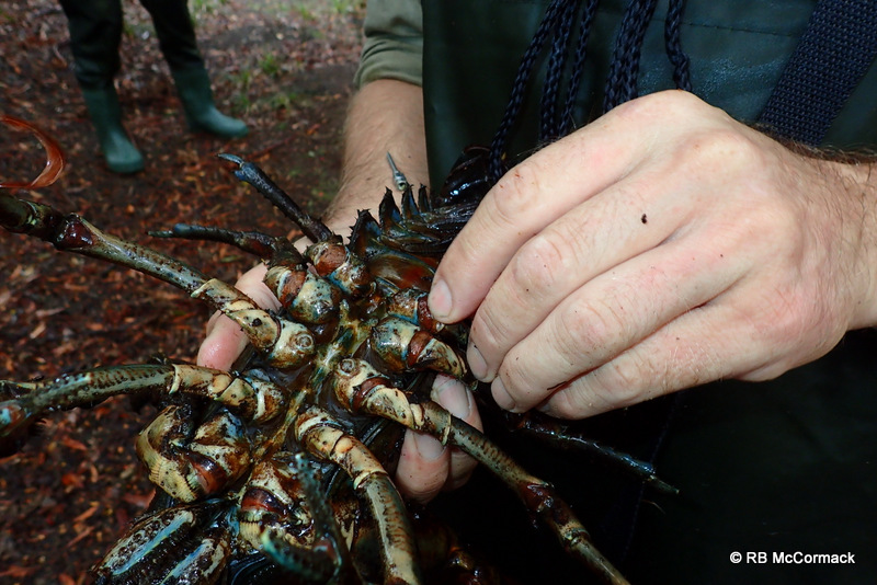 Todd Walsh micro tagging a crayfish